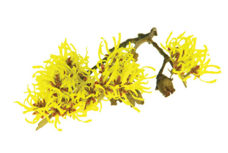 9 Uses for Witch Hazel Image
